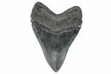 Serrated, Fossil Megalodon Tooth - South Carolina #367963-1